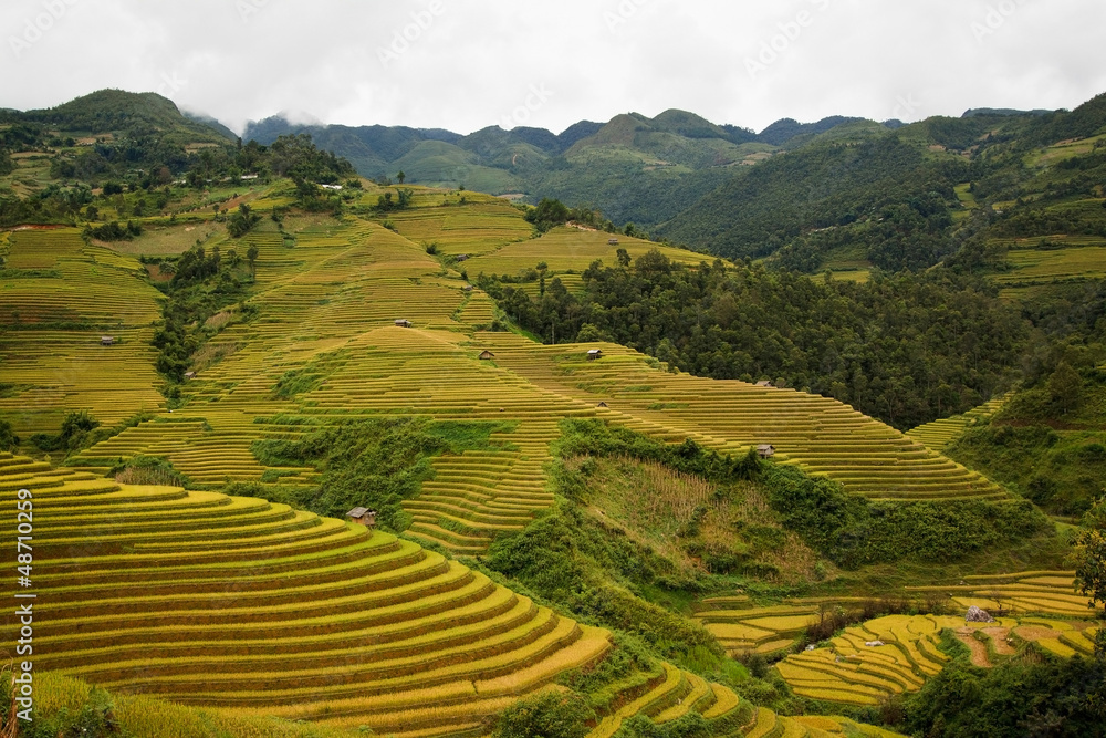 terrced rice fields - gold terraced rice fields in Mu Cang Chai