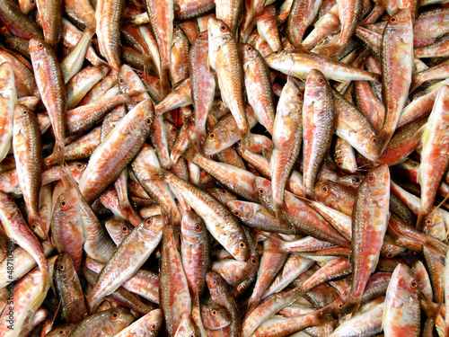 Fresh fishes in a market