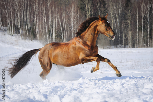 Golden red horse runs gallop in winter time
