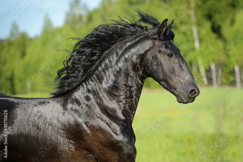 Black horse portrait in motion © Viktoria Makarova