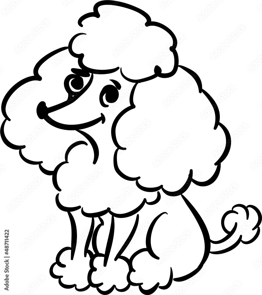 Obraz premium Funny poodle