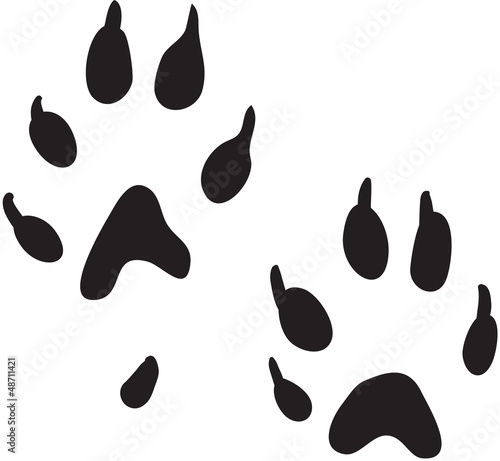 Ferret paws print