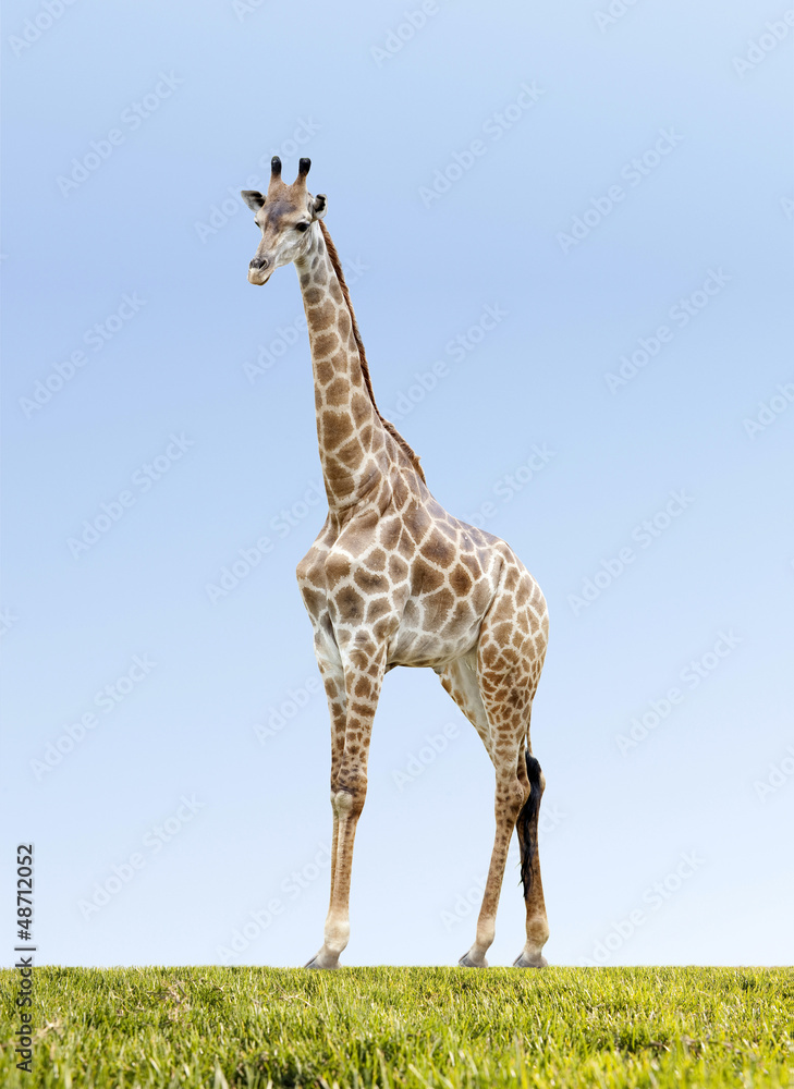 Obraz premium giraffe