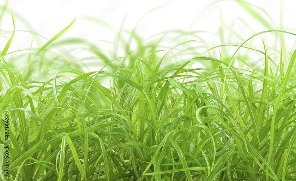 Obraz premium herbe