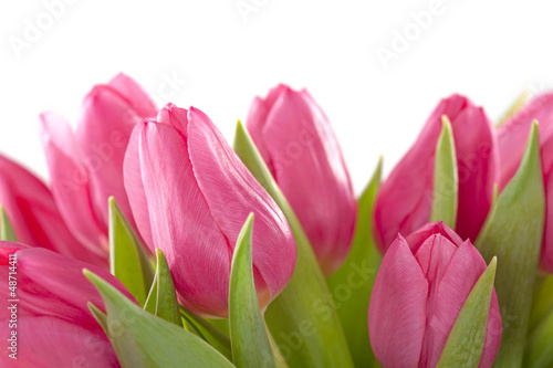 Fototapeta Naklejka Na Ścianę i Meble -  Tulip flowers