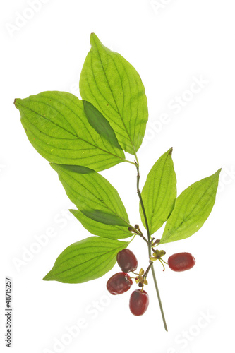 Kornelkirsche (Cornus mas)