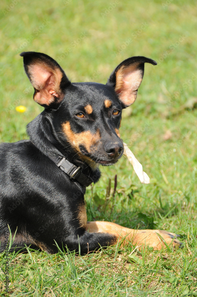 Mischlingshund Mischlingshund