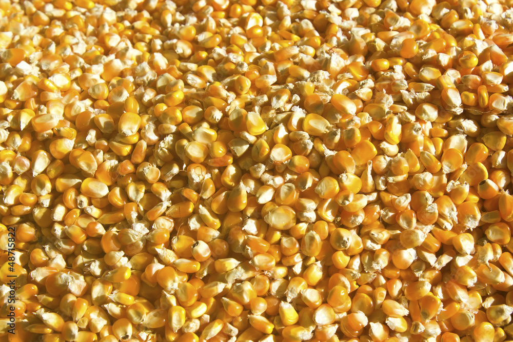 corn grains corn grains