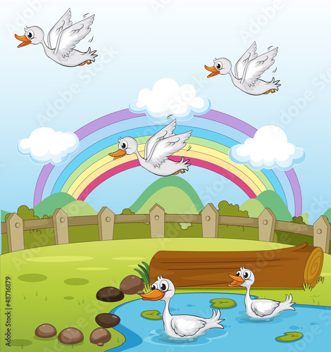 Ducks and a rainbow