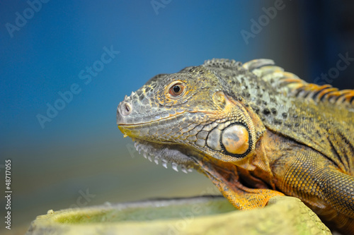 Closeup young brown iguana reptile