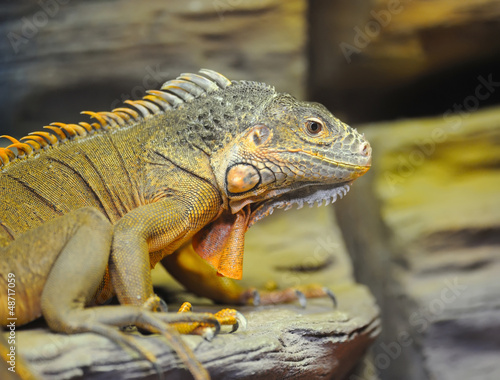 Young brown iguana reptile