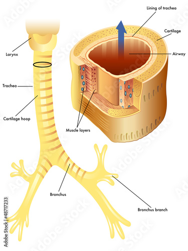 trachea