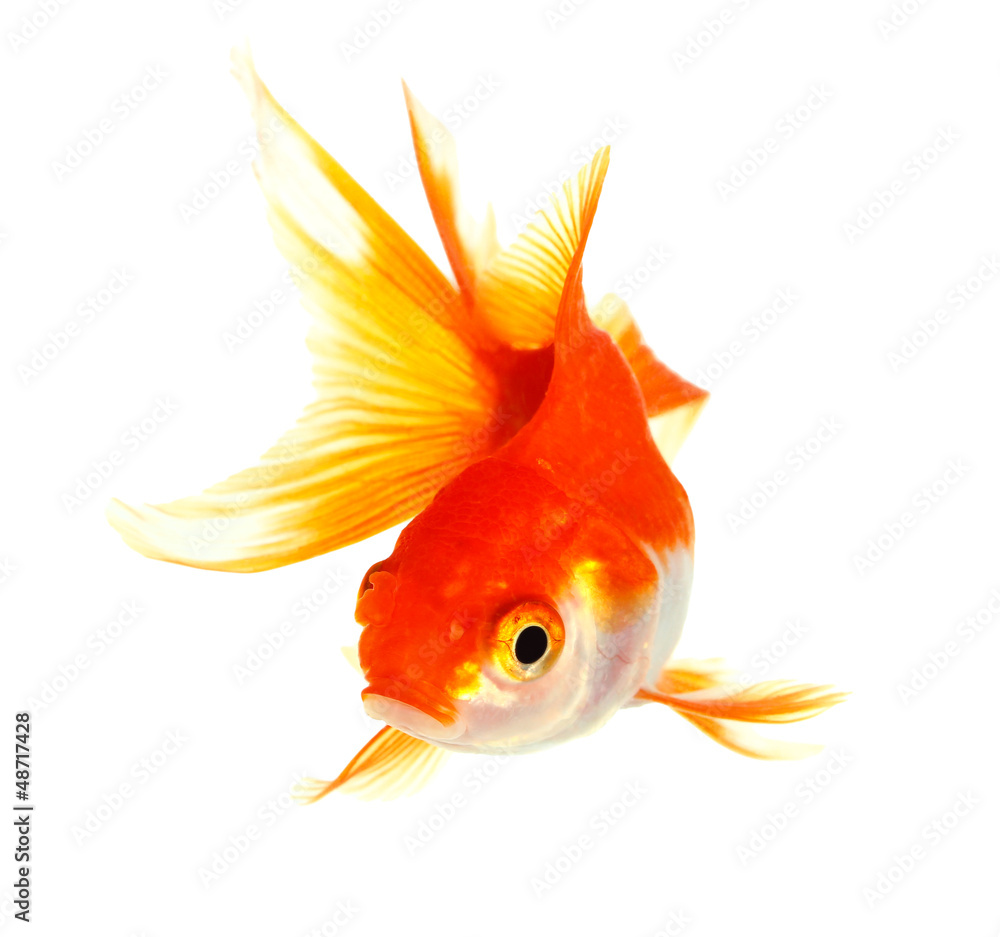Fototapeta premium Gold fish. Isolation on the white