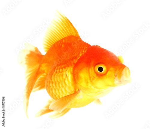 Gold fish. Isolation on the white © bajita111122