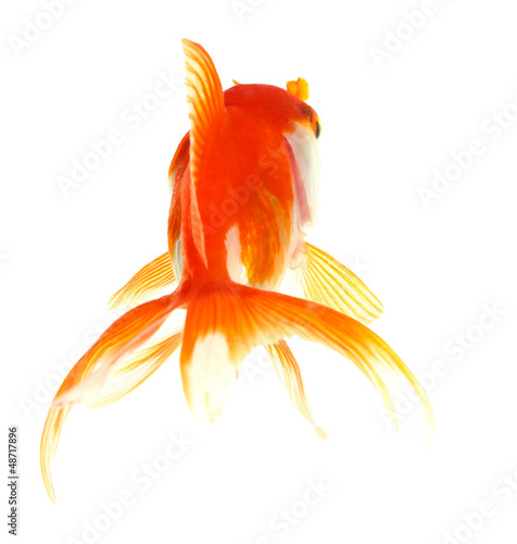 Gold fish. Isolation on the white