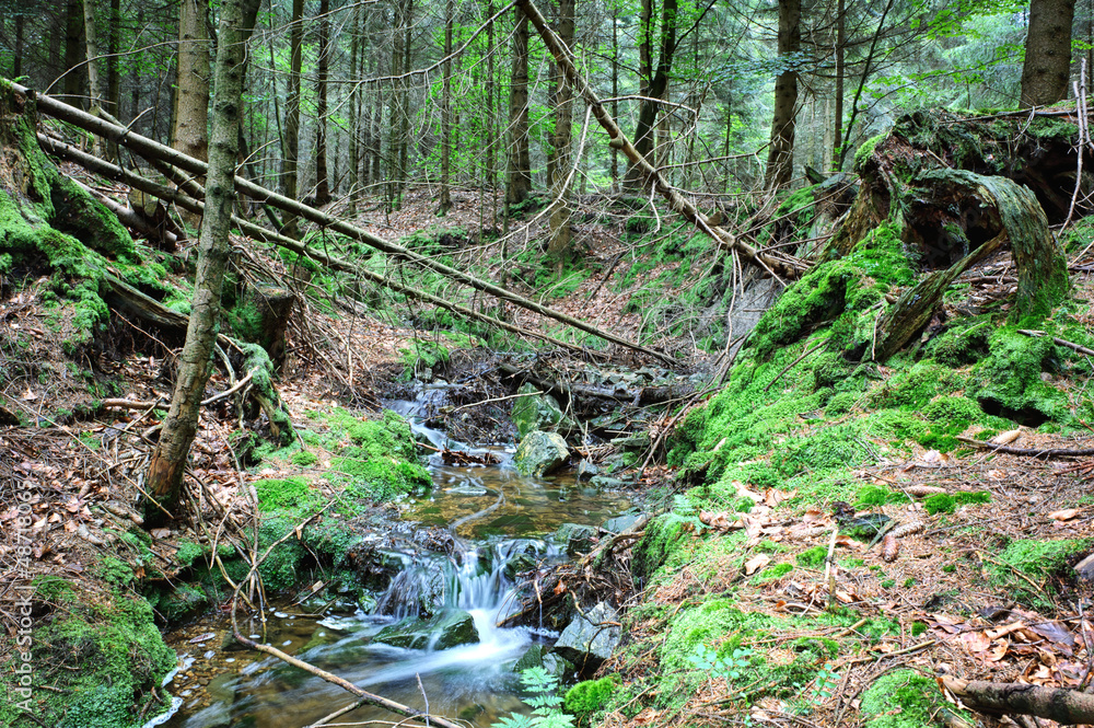Forest stream