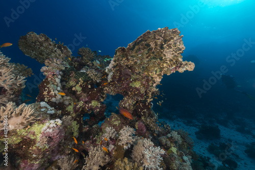Fish and aquatic life in the Red Sea.
