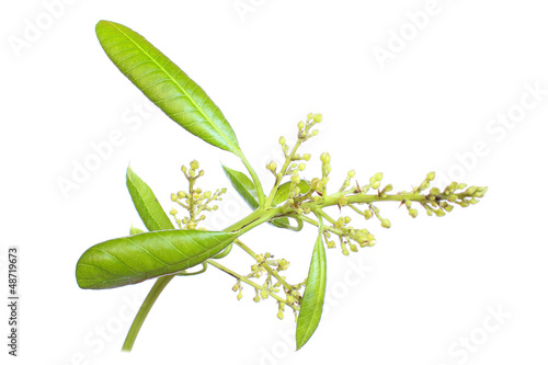 Mango flowers
