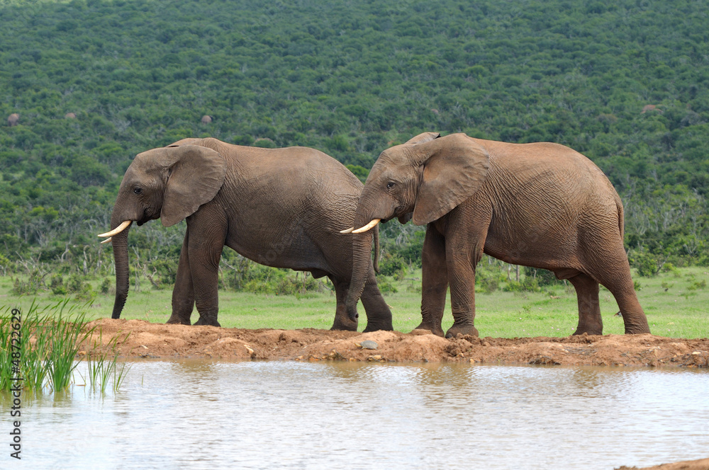 Fototapeta premium Elephants, Addo Elephant National park, South Africa