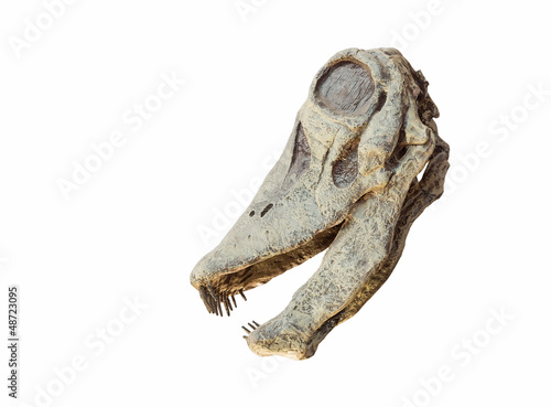 Skull of a Limaysaurus dinosaur isolated photo