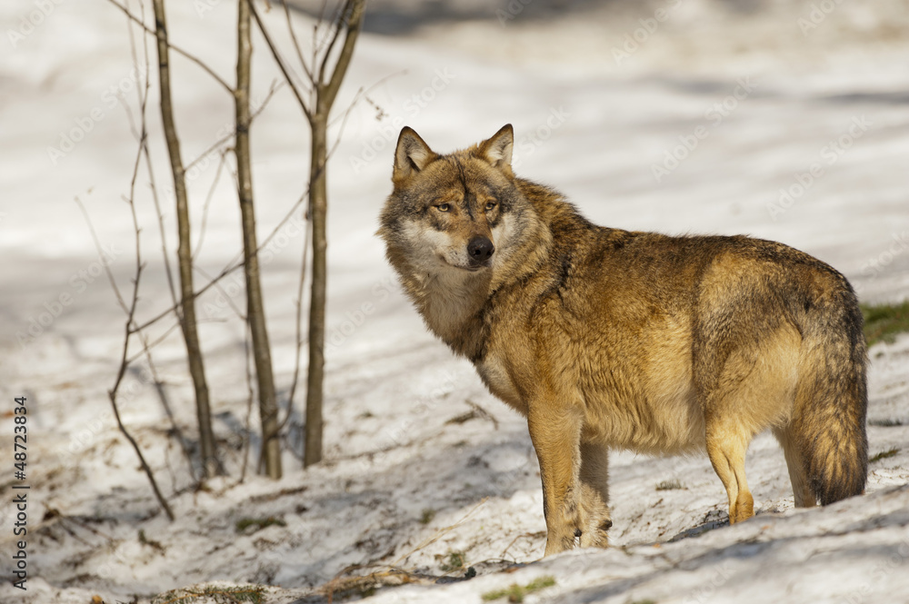 Fototapeta premium A grey wolf isolated in the snow while looking at you