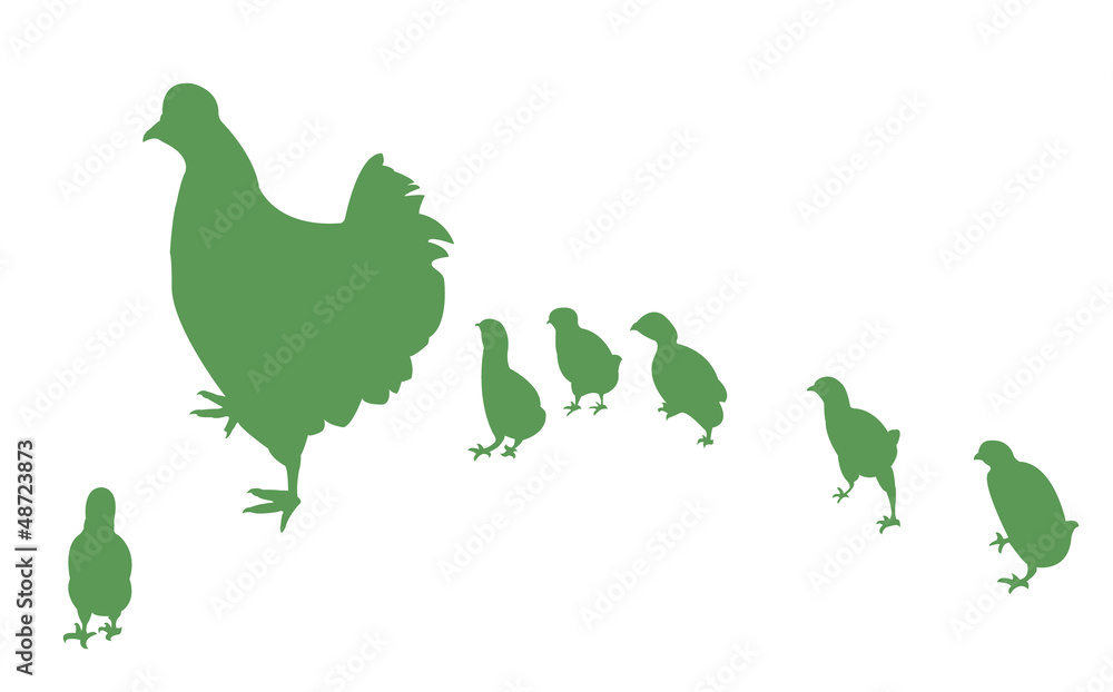 Naklejka premium chicken and its chicks,vector