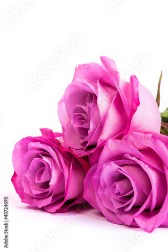 Three fresh pink roses over white background