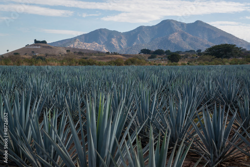 Agaves