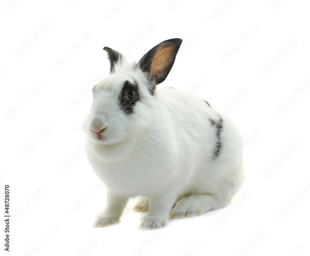 white rabbit on white background white rabbit on white background