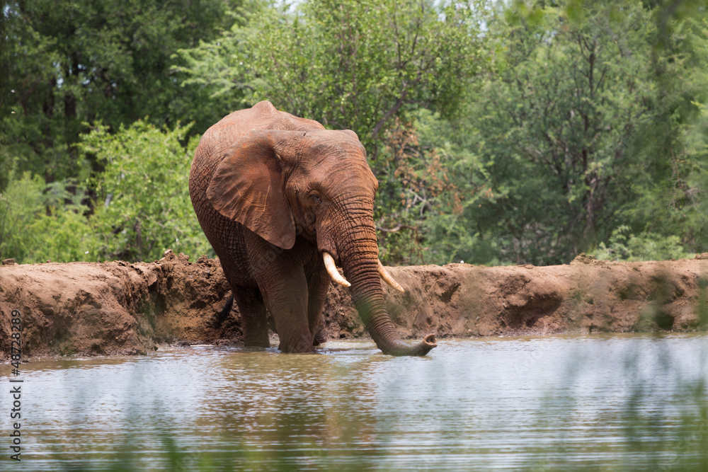 Baignade d'éléphant en Afrique du Sud