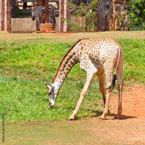 giraffe eat grass