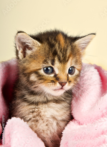 Curious little kitten in a pink blanket