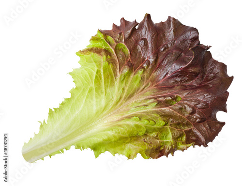 Lettuce leaf