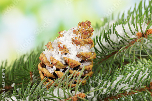 cone on fir tree with snow, close up