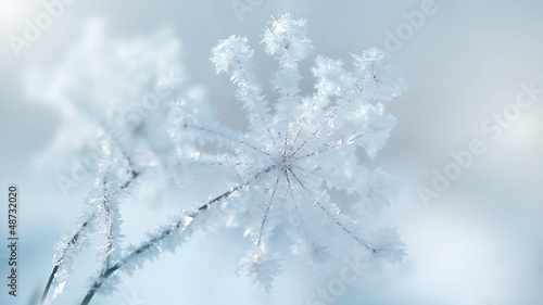 plants in the snow