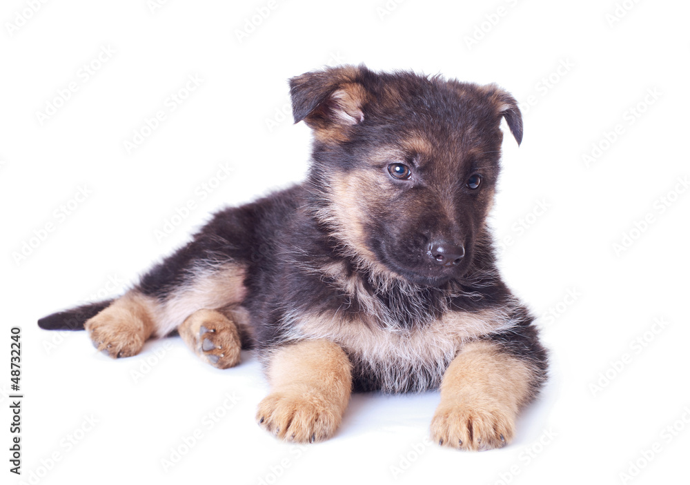 German shepherd puppy