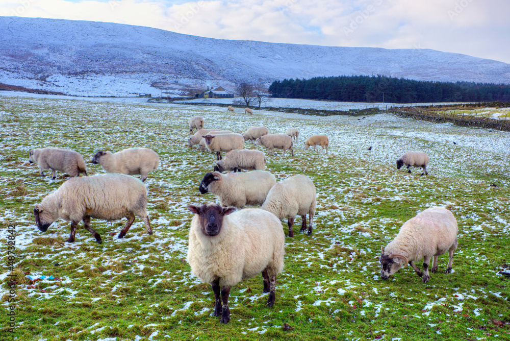 Obraz premium Flock of black face sheep grazing in winter.