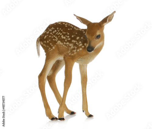 fawn