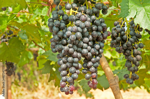 Wallpaper Mural Vineyard in Thailand Torontodigital.ca