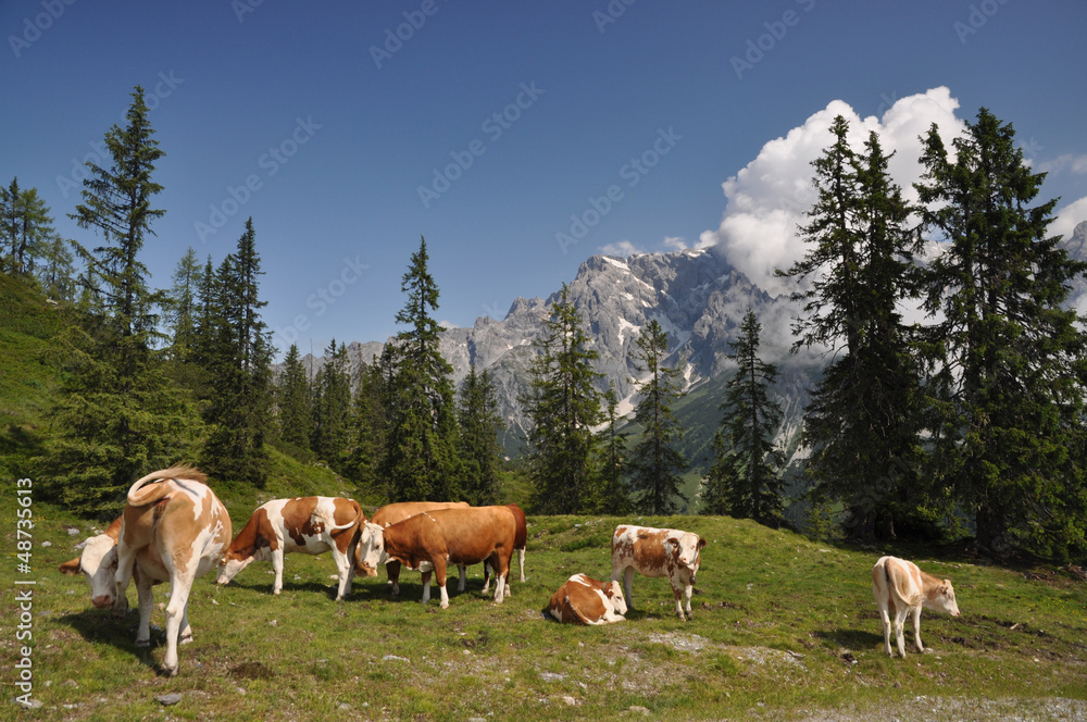 Obraz premium Kühe am Dientner Sattel