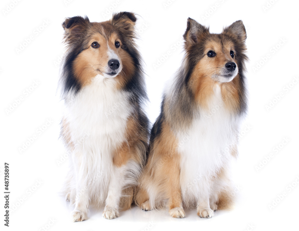 Obraz premium shetland dogs