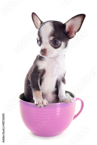puppy chihuahua in a cup