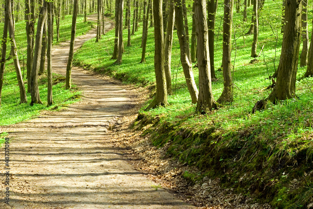 Obraz premium green forest