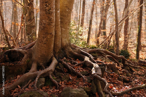 arbol