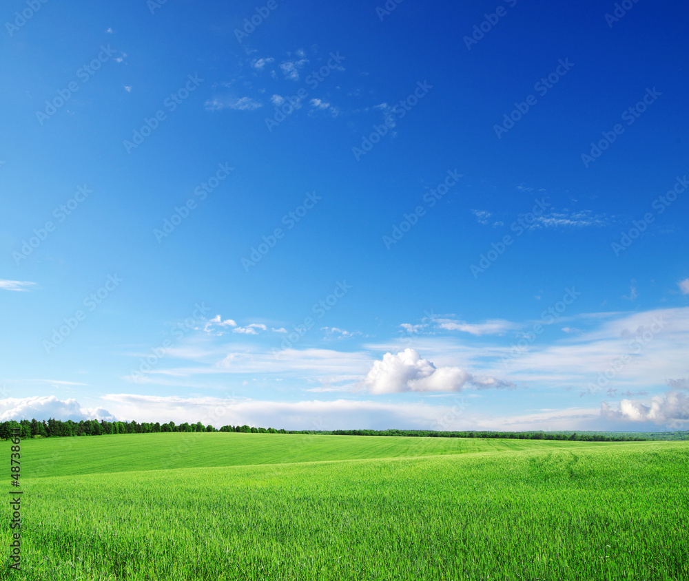 Fototapeta premium field