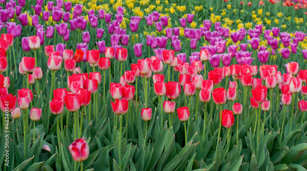 tulips spring
