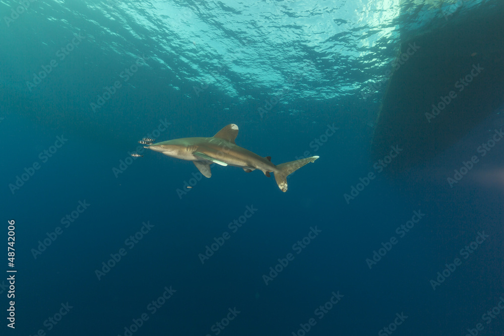 Obraz premium Oceanic whitetip shark (carcharhinus longimanus)