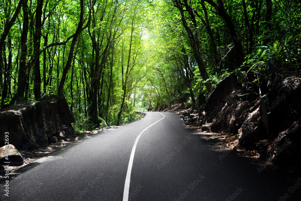 Obraz premium road in jungle