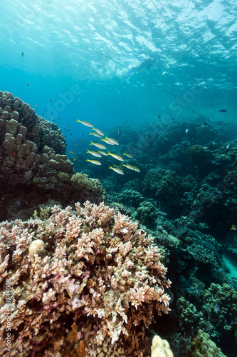 Fototapeta Naklejka Na Ścianę i Meble -  Fish and tropical reef in the Red Sea.