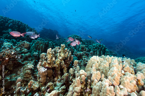 Crescent-tail bigeyes and tropical reef in the Red Sea.